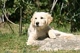 GOLDEN RETRIEVER 1095